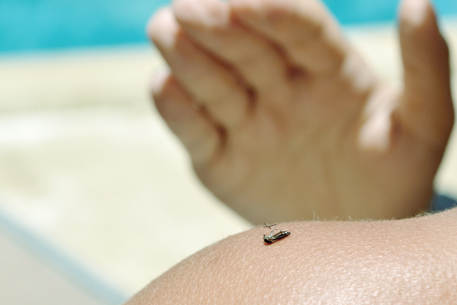 Persona picada por el insecto del dengue