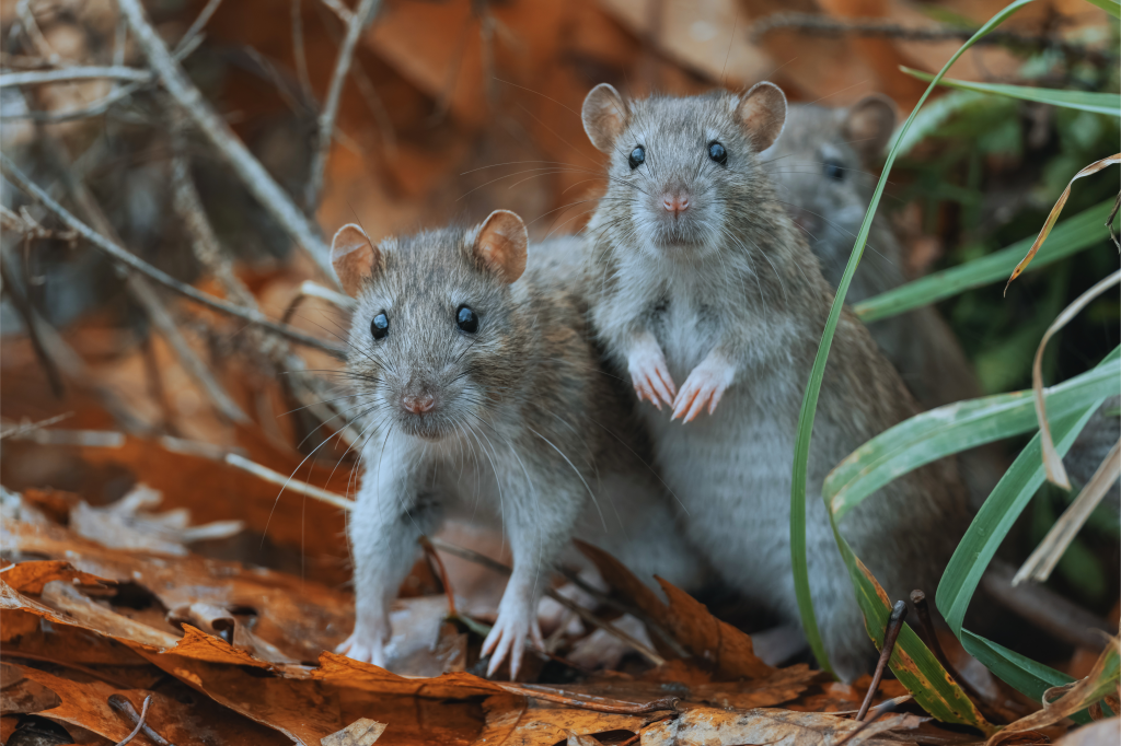 Roedores transmisores de hantavirus